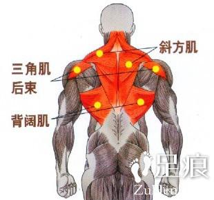 俯立哑铃侧平举对背阔肌的中上部、斜方肌的中束也有明显的刺激作用